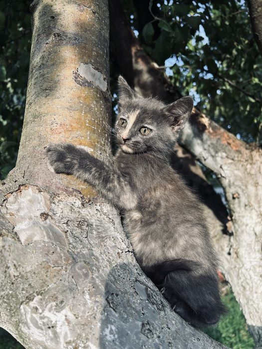 Віддам котиків в добрі руки