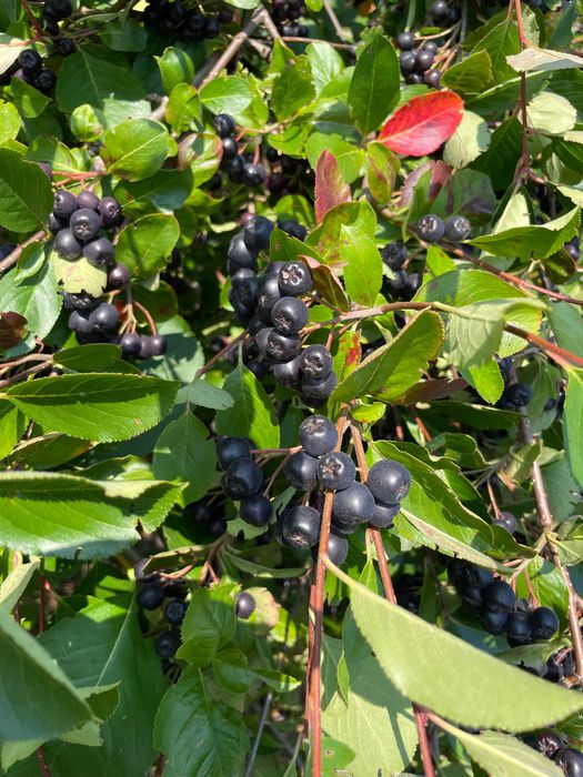 Aronia ekologiczna, owoc aronii