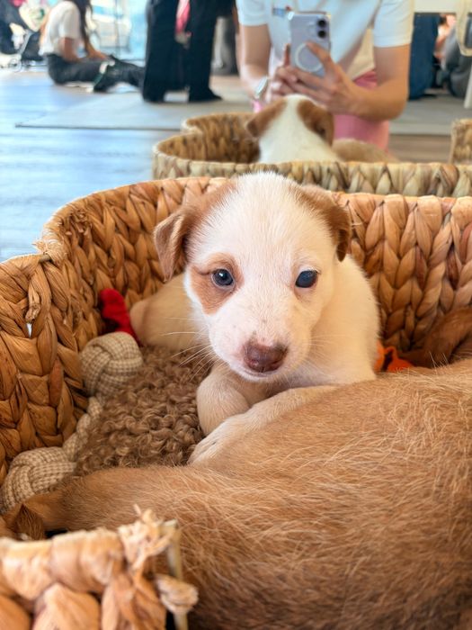 Yolanda - 2.5 meses, porte médio