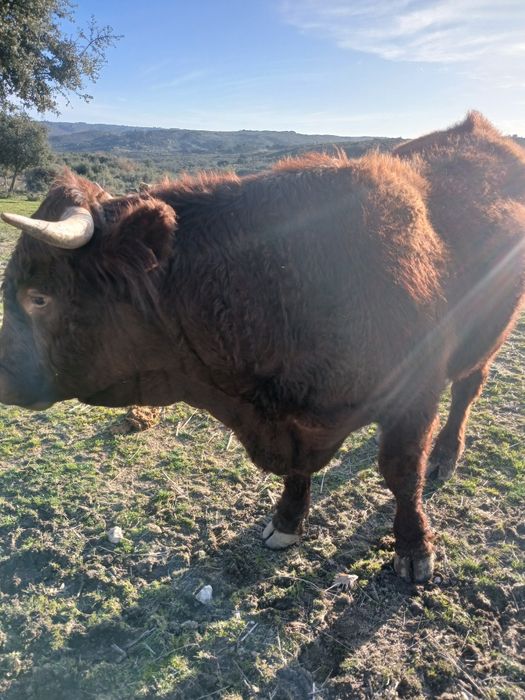 Novilho saler 24 meses