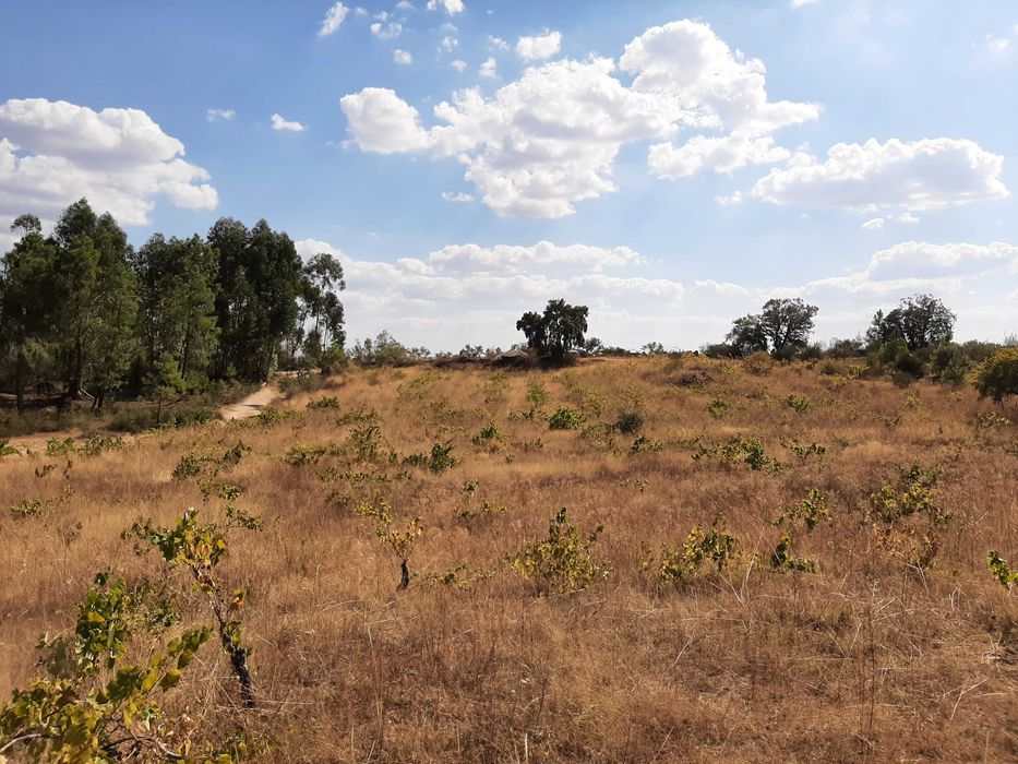 Terreno Rústico com Vinha (3.640 m²) – Salgueiro do Campo, Castelo Branco