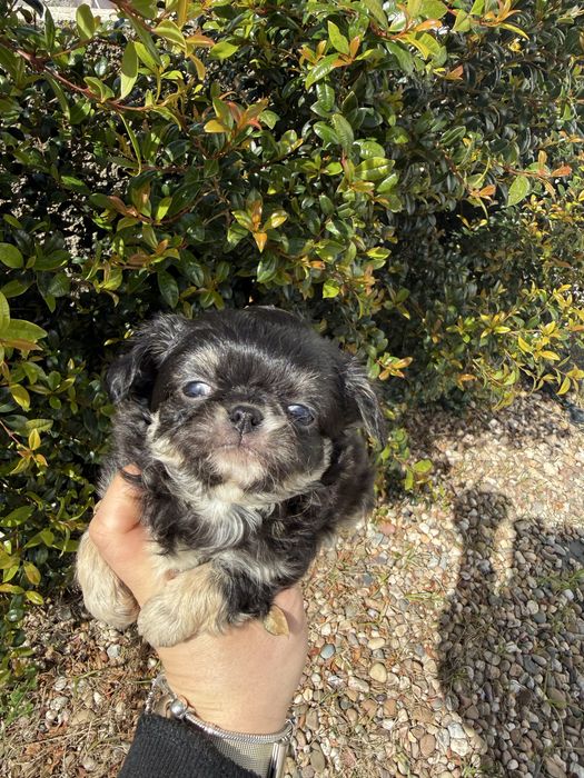 Excelente mini menino Chihuahua/Chiuaua Linhagem Russa de Qualidade