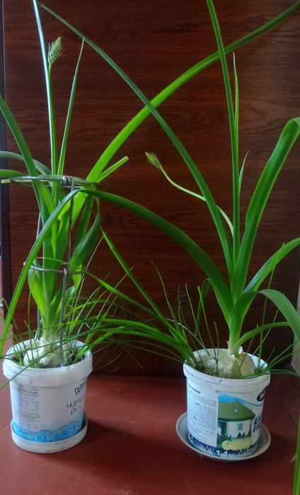 Индийский лук, луковицы, семена