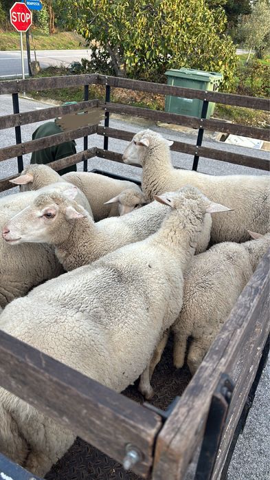Lote de 6 ovelhas