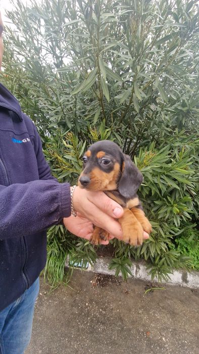 Teckel Preto Afogueado Macho