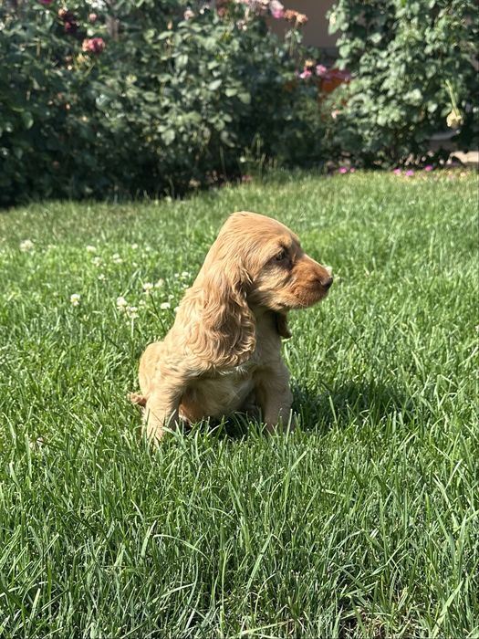 Szczeniak Cocker Spaniel Angielski - Chłopiec