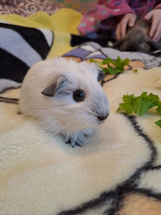 Морська свинка дівчинка