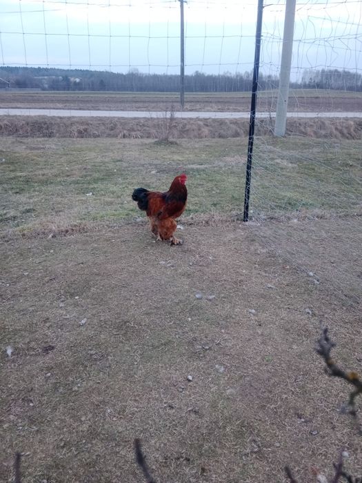 Kogut brachma olbrzymia