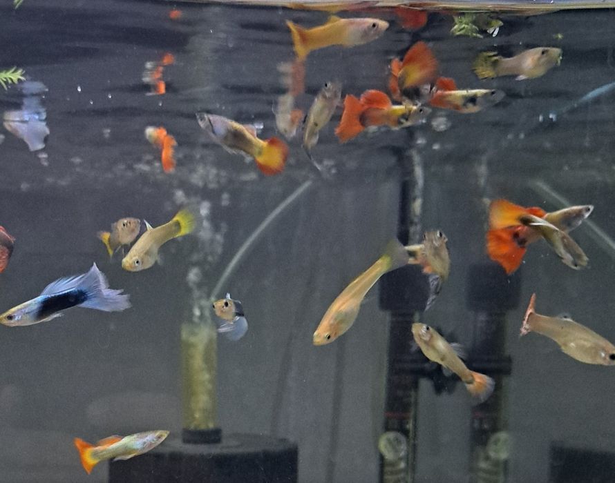 Rybka akwariowa * Gupiki mix*