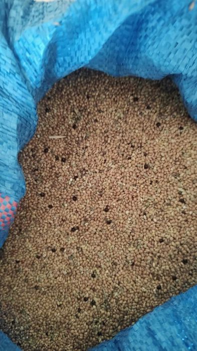 Sprzedam proso proso