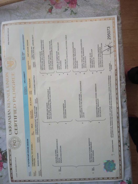Папійон цуценята