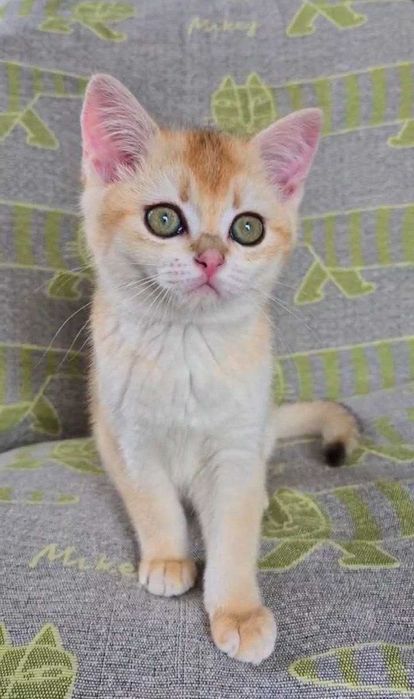 Шотландские котята (ЗОЛОТАЯ ШИНШИЛЛА