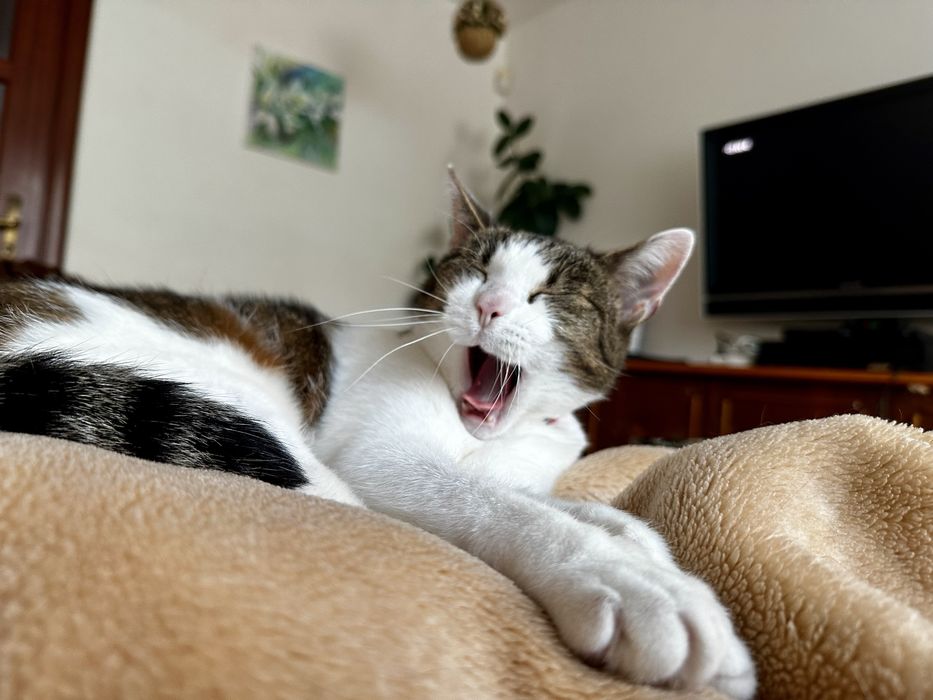 Domowy hotel dla kotów