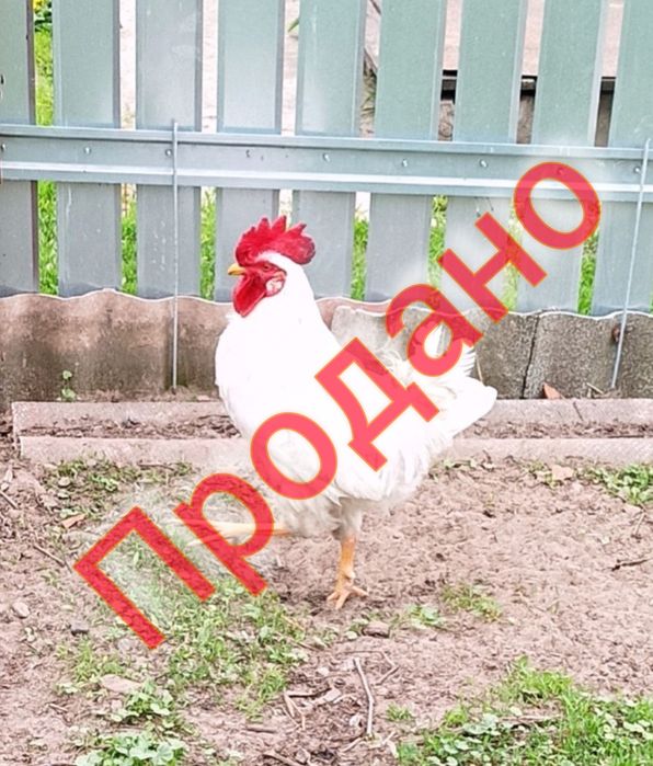 Продам молодих півників!