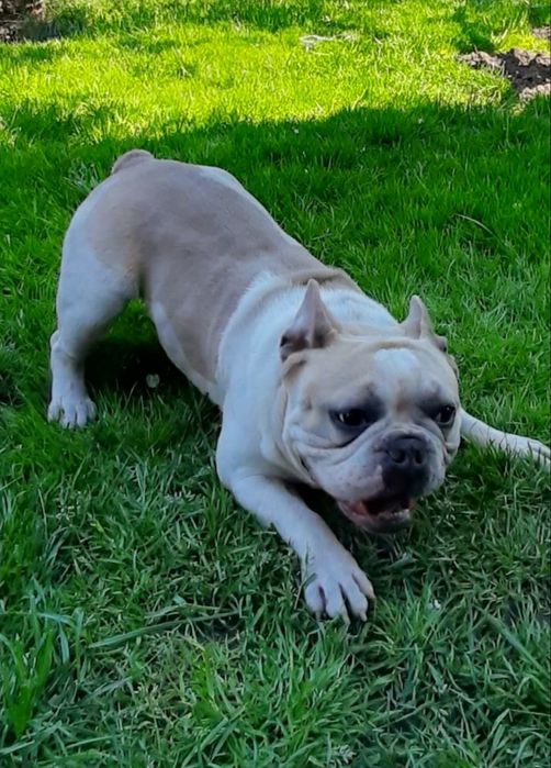 Вязка француский бульдог