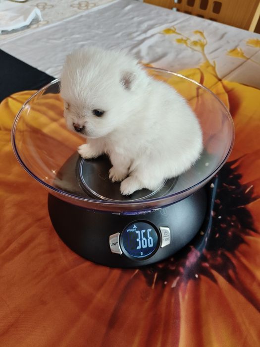 Lulu da Pomerânia menina mini
