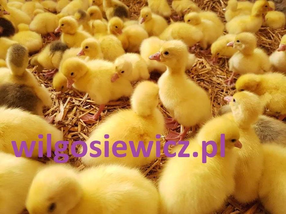 Gęsi młode pisklęta  - DOWÓZ