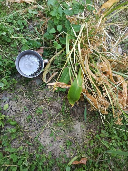 Насіння черемші, дикий часник ведмежа цибуля