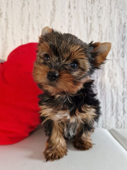 Yorkshire terrier , york suczka cudna
