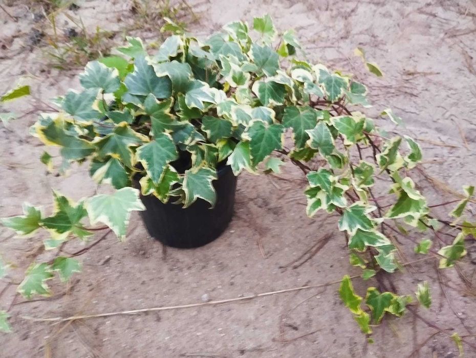 bluszcz hedera helix  doniczka 1l dwubarwna