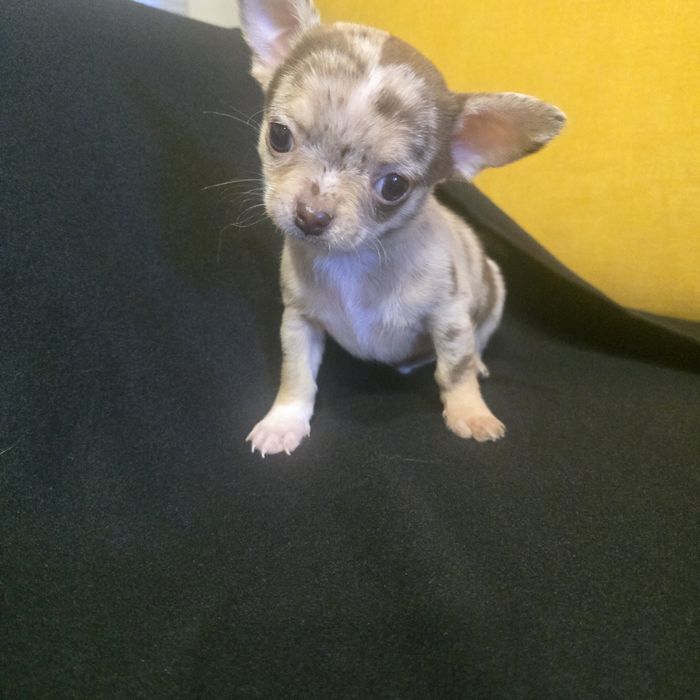 Chihuahua samiec choco merle