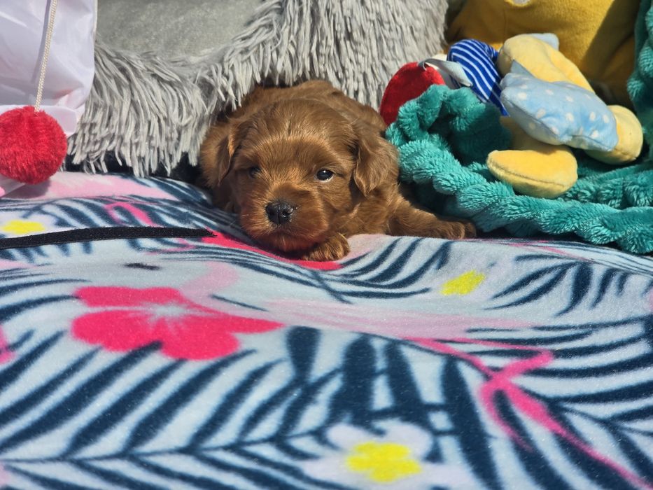 Hawańczyk hawańczyki havanese