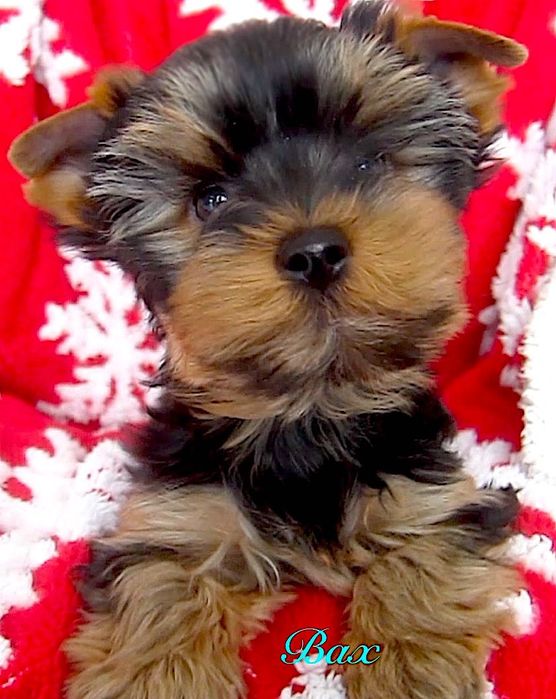 York chłopczyki z Bolesławca .