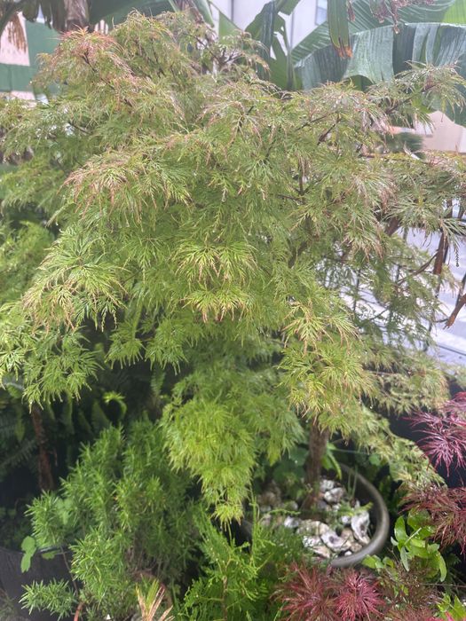 Plantas , acer japonês, feto , outras .