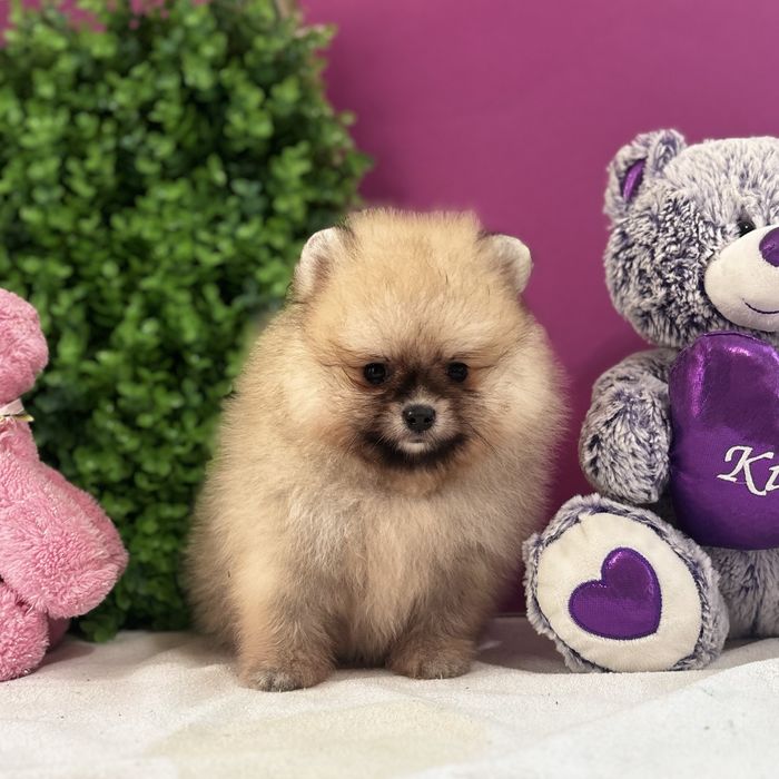 ляльковий Ведмедик шоу классу