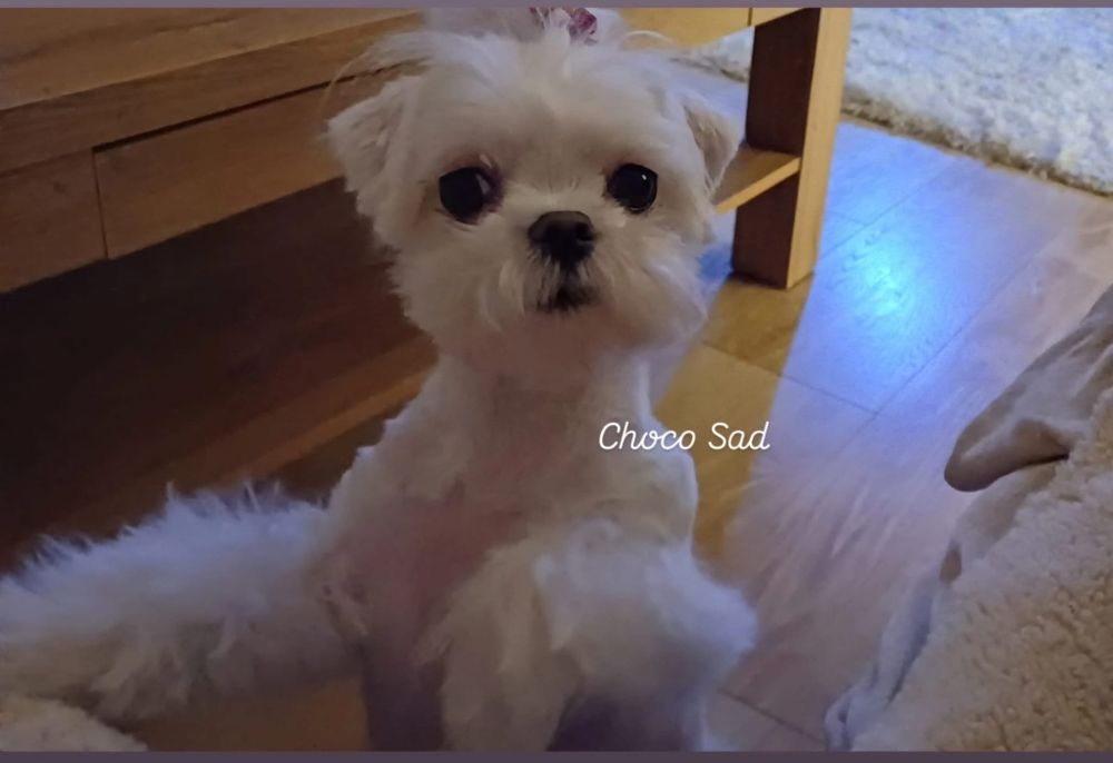 Maltańczyk mini piesek do rezerwacji