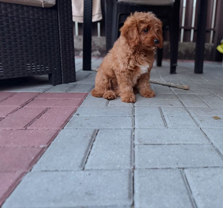 Cavapoo chłopak misiaki