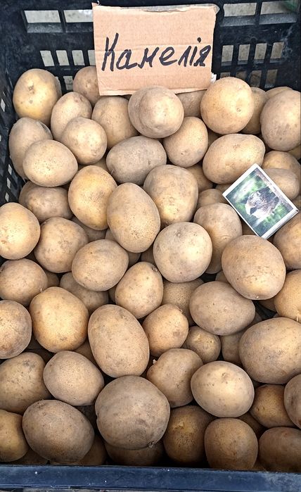 Картопля посадкова, 1-2 репродукції