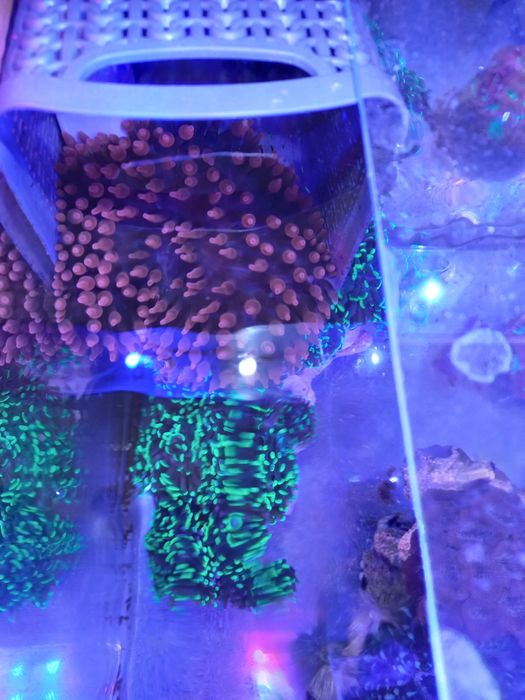 Ukwiał quadri czerwony