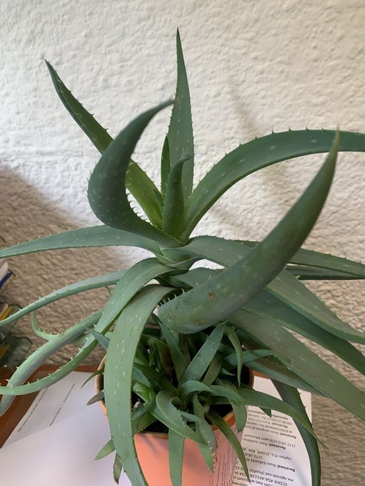 Piekny aloes z młodymi pędami