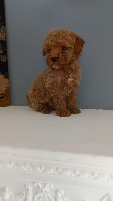 Той пудель красавец