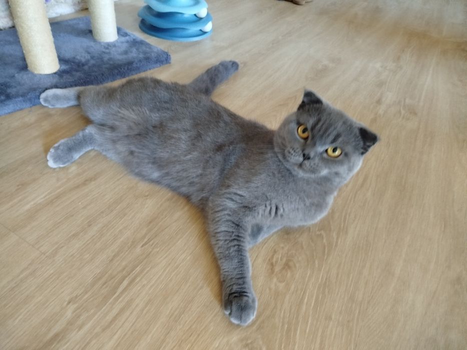 Scotish Fold para acasalar