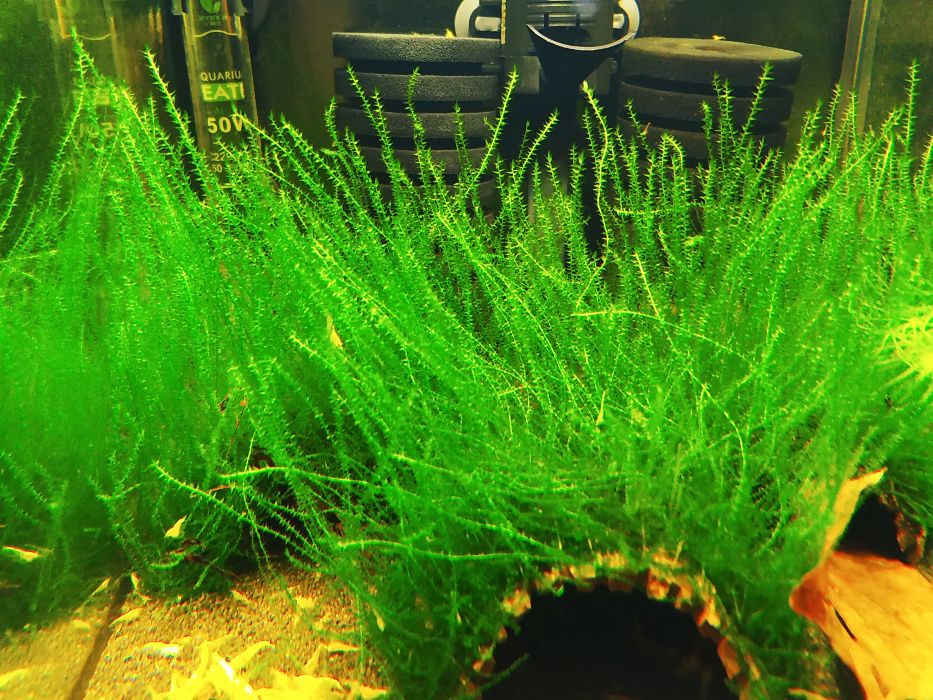 Mech Queen Moss Amblystegiaceae sp Manaus