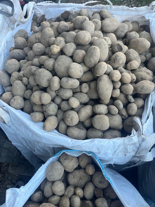 Ziemniaki Odpad i inne