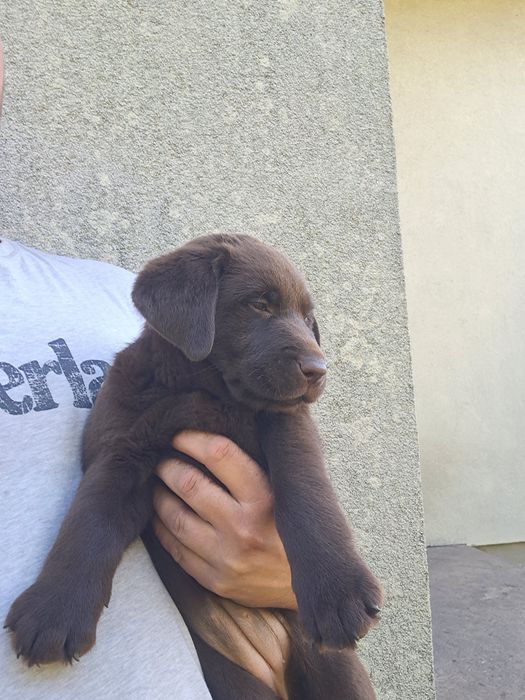Labrador Retriever