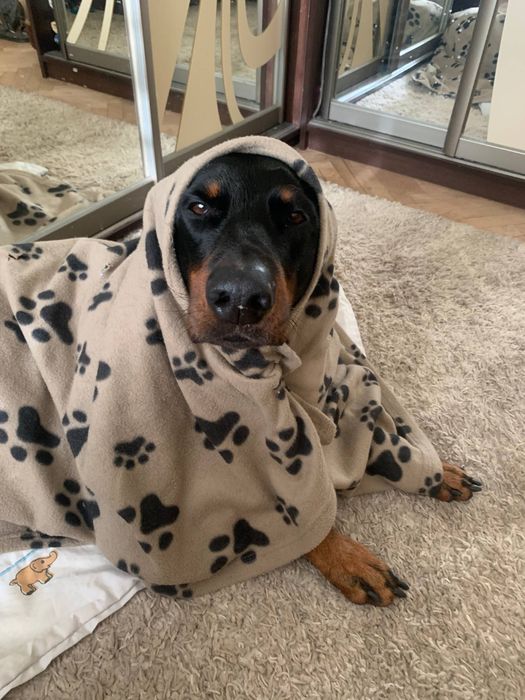 Предлагается доберман для вязки