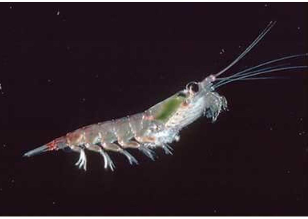 Мука арктического криля