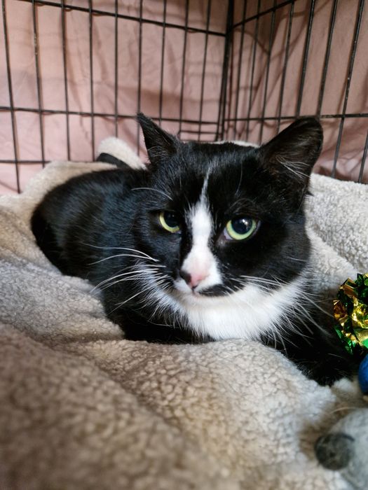 Nelu wstydliwy koteczek, zabrany z mrozu