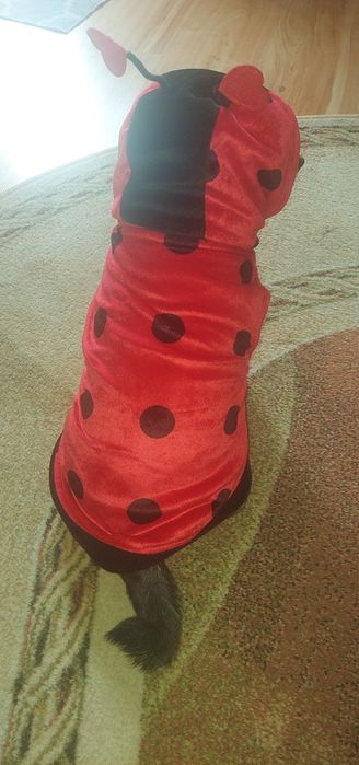 Ubranko,sweter,Biedronka" z aksamitu dla małego psa 4-6 kg,na rzepy,u