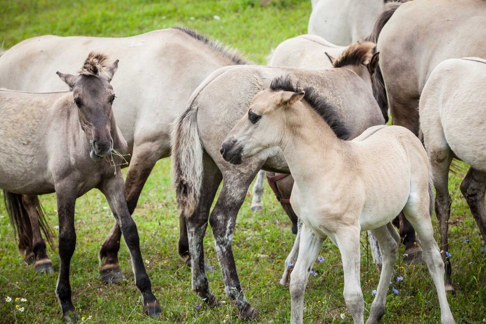 Konik polski - klacz z rzadkiej linii w programie