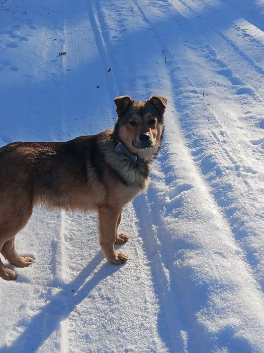 Oddam pieska w dobre ręce