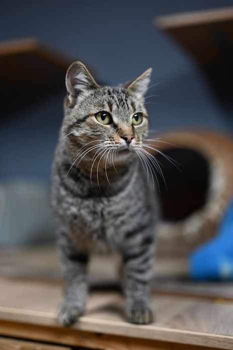 Котик Василий из приюта бесплатно