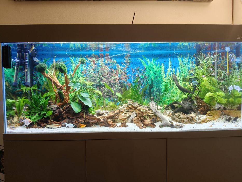 Akwarium Aquael OptiSet 240 na gwarancji komplet z życiem