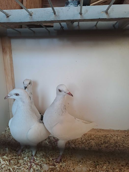 Gołebie Jasne perłowe pasiate