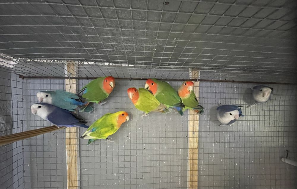 FIM DE HOBBY Colónia de agapornis e todo o material