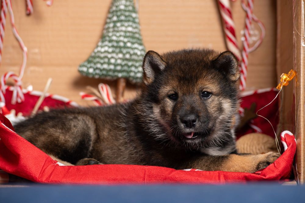 Цуценята рідкісної японської породи сікоку Дніпро